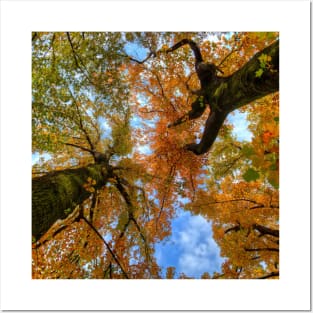 SCENERY 77 - Autumn Tree Woody Forest Leaves Posters and Art